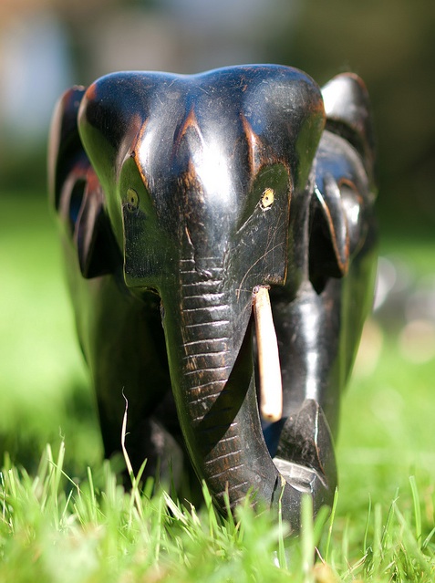1509230406-The-law-for-illegal-selling-of-ivory-is-enforced-in-California-These-elephants-are-antique-ebony-and-ivory-and-would-be-banned-from-sale-in-the-US-state-photo-cc-by-William-Warby-on-flickr-1.jpg