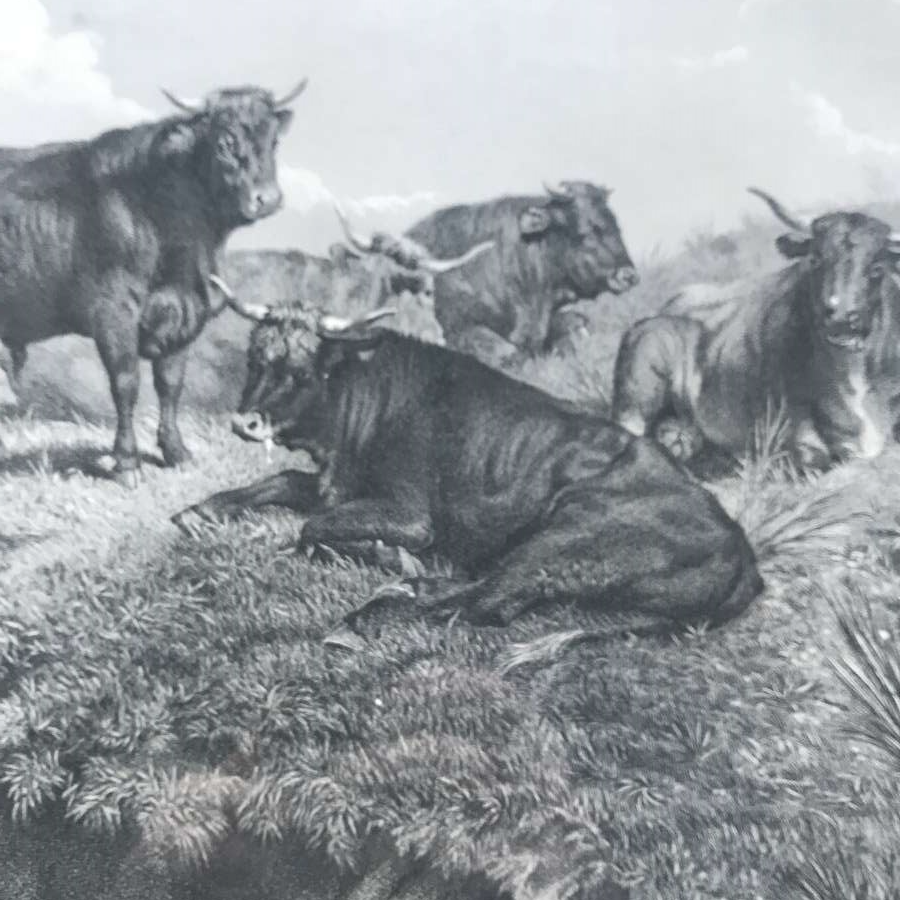Antique & Reclaimed Pair Rosa Bonheur Engravings- SalvoWEB UK