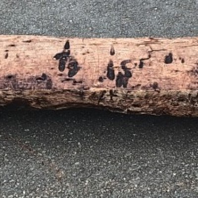 C17th oak inglenook fireplace beam